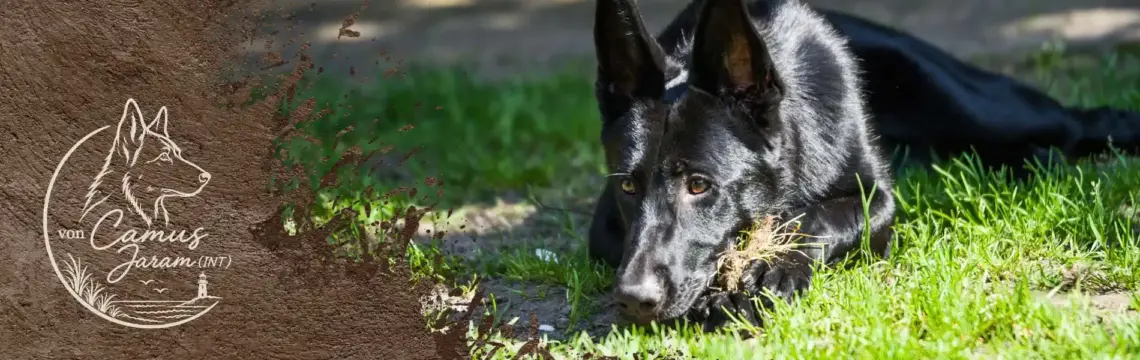 Deutsche Schäferhund von "Camus Jaram (INT)" - Genya spielt mit einem Grasbüschel